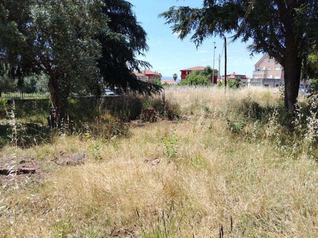 Lamezia Terme, Masi (PD) attacca la Giunta: "Degrado e topi nella scuola di via Amendola, fallimento intollerabile" 2 WhatsApp Image 2026 06 11 at 13.38.03