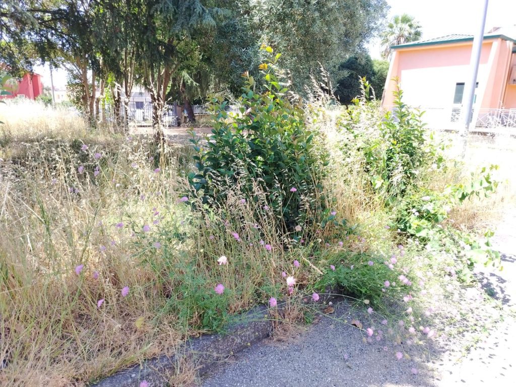Lamezia Terme, Masi (PD) attacca la Giunta: "Degrado e topi nella scuola di via Amendola, fallimento intollerabile" 1 WhatsApp Image 2026 06 11 at 13.38.03 2