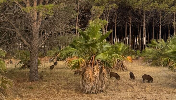 Soverato, cinghiali nella pineta