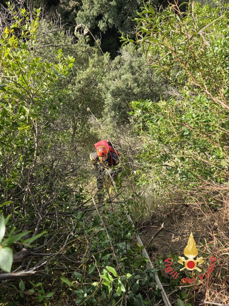 Vigili del Fuoco Cani 2