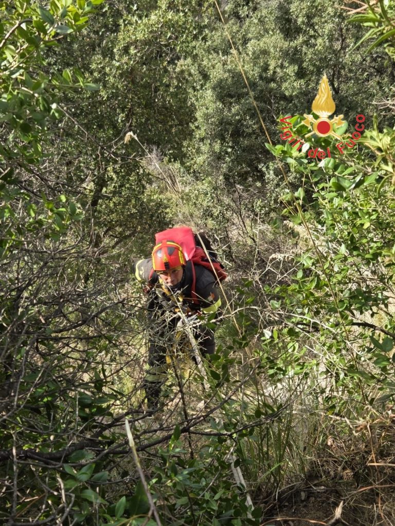 Vigili del Fuoco Cani 3