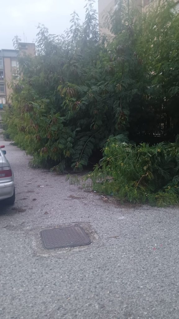 Quartiere Aranceto a Catanzaro: l’Associazione La Tazzina della Legalità sollecita interventi (FOTO) 1 foto 7