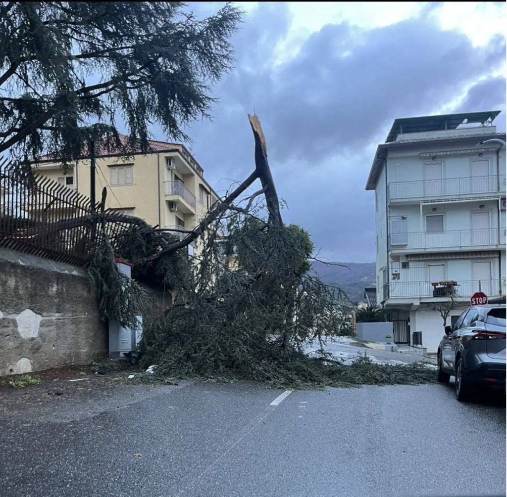Catanzaro albero caduto due