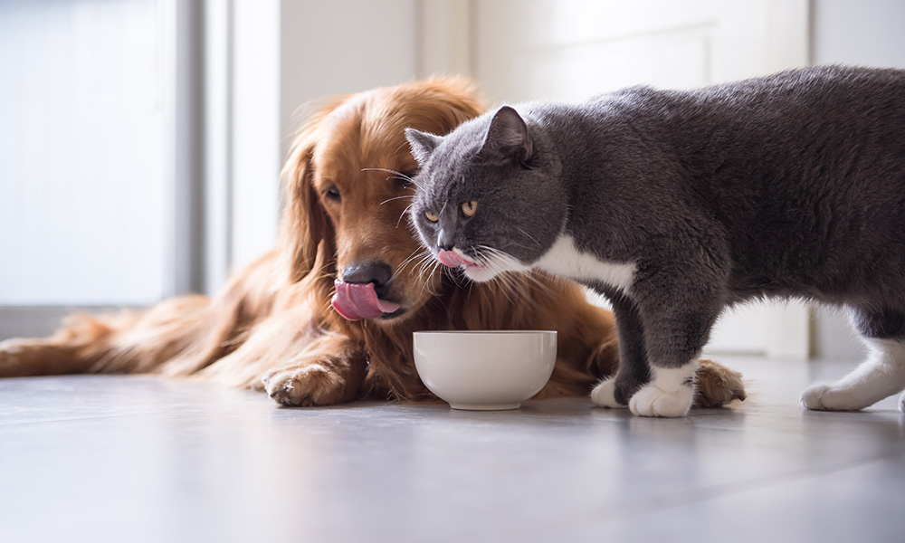 news_plaqtiv_1000x600