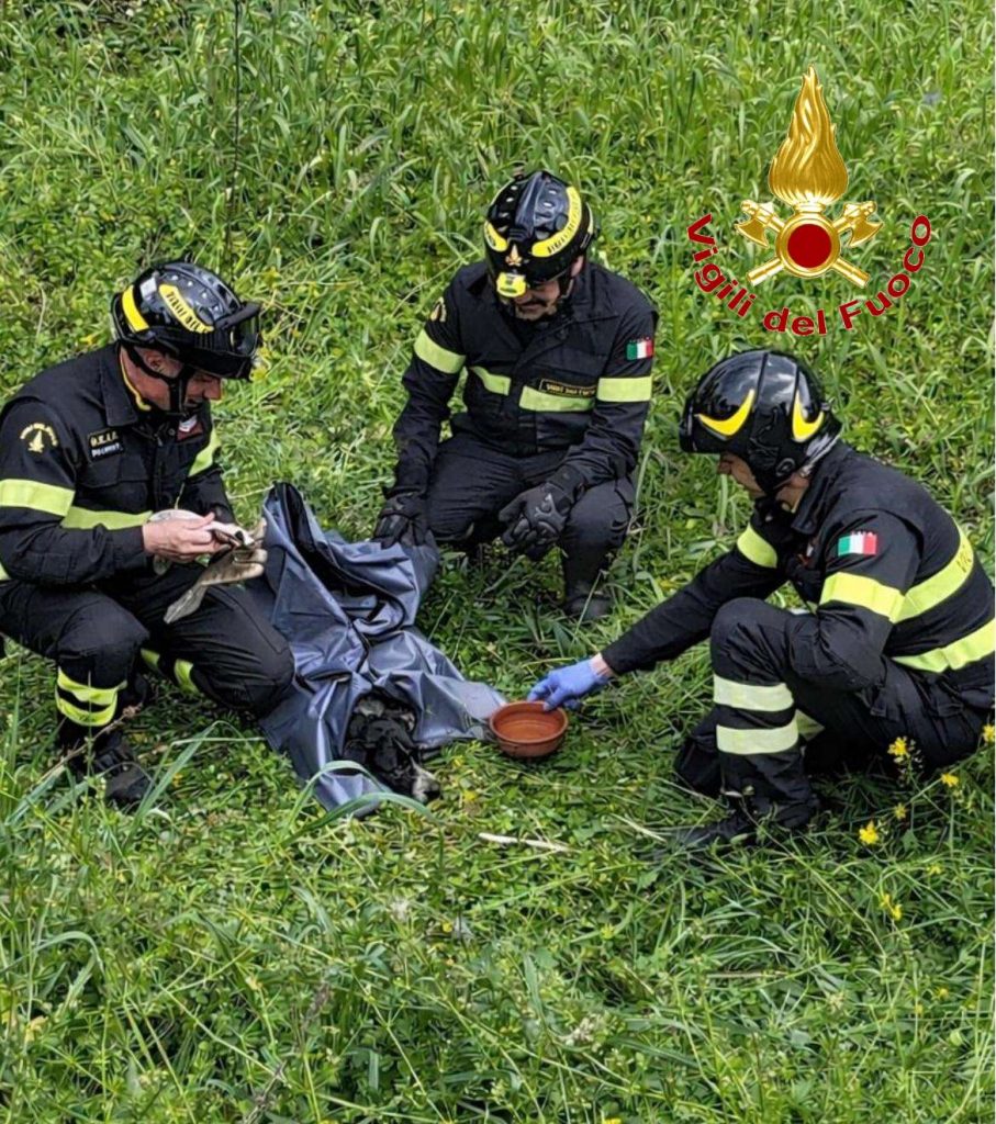Travolto da un’auto e scaraventato nel canneto: cane salvato dai Vigili del Fuoco a Limbadi (FOTO) 1 1wtmk
