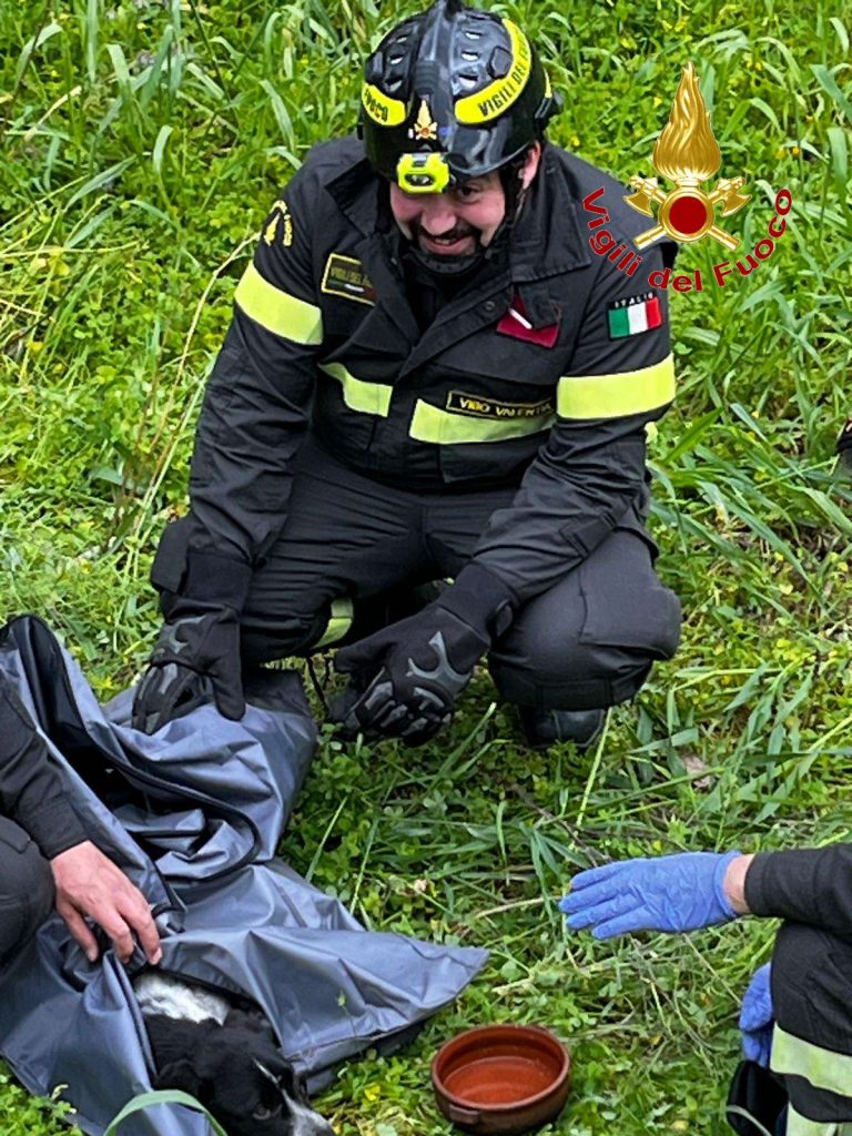 Travolto da un’auto e scaraventato nel canneto: cane salvato dai Vigili del Fuoco a Limbadi (FOTO) 2 2wtmk