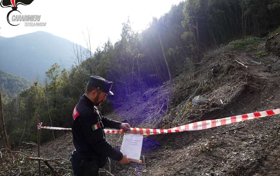 Carabinieri Cosenza taglio boschivo non autorizzato