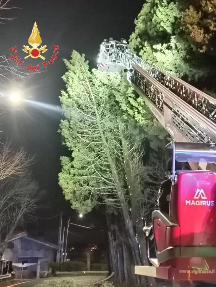 Vigili del Fuoco Catanzaro, alberi Tiriolo uno