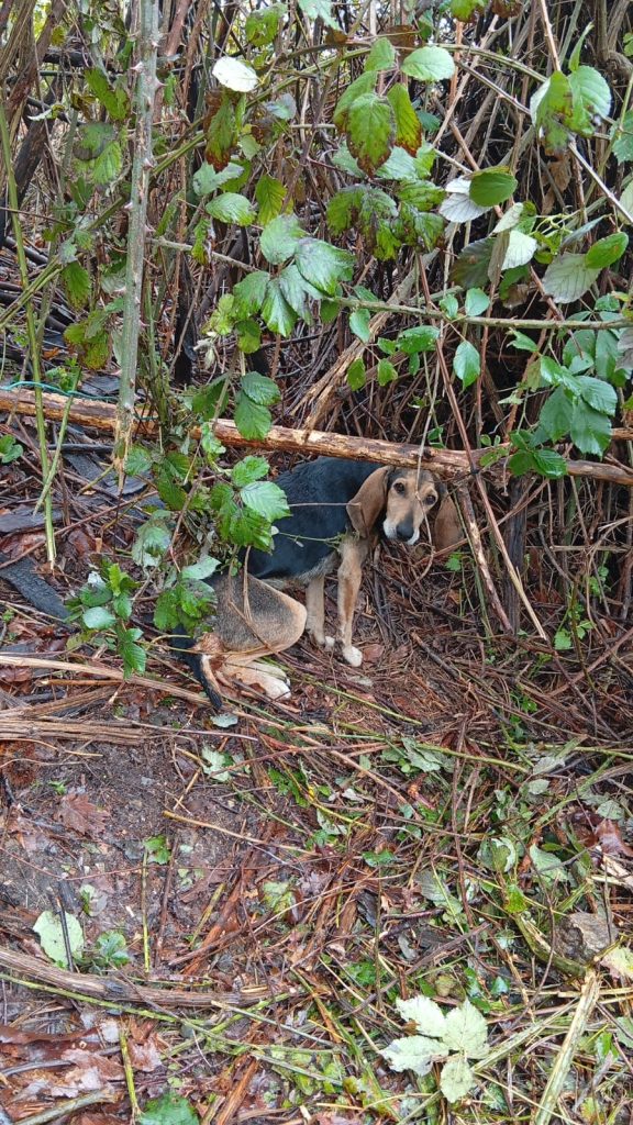 Guardie ecoforestali cane salvato Lamezia due