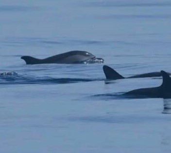 Soverato, parchi marini